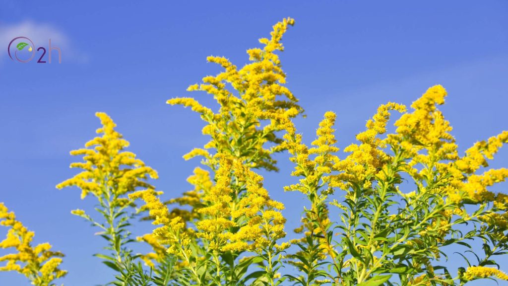 Manfaat Goldenrod Essential Oil Young Living yang Perlu Kamu Ketahui