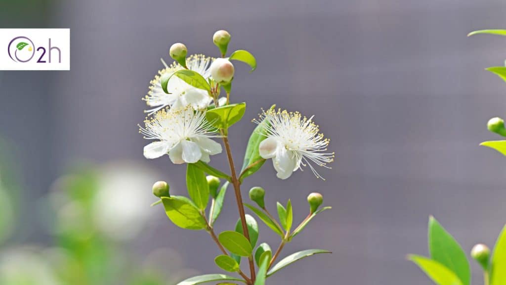 lemon myrtle