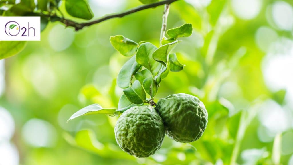 Mengenal 5 Manfaat dari Bergamot Essential Oil